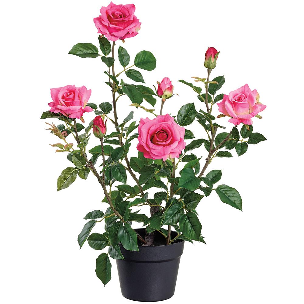 25.2" Rose Plant