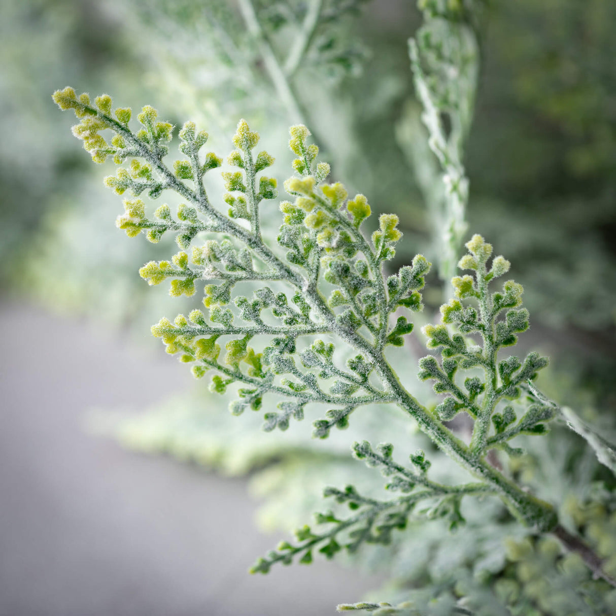 HANGING FERN SPRAY