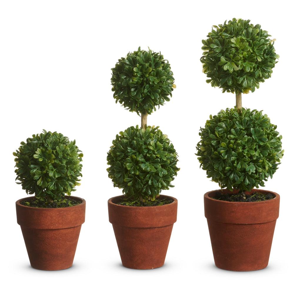 potted boxwood plants Potted Mini Boxwood Topiaries 9"