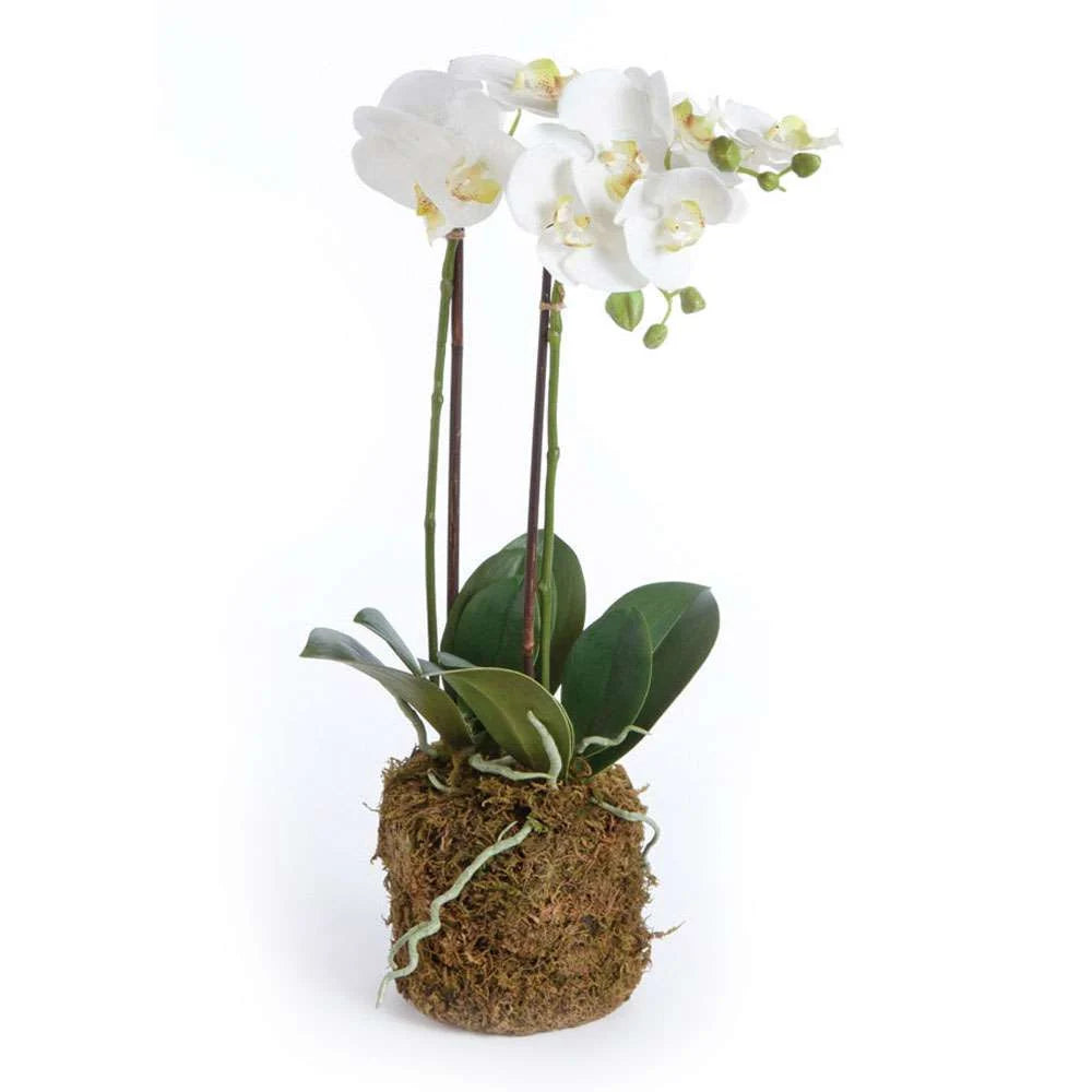 23" Phalaenopsis Drop-In