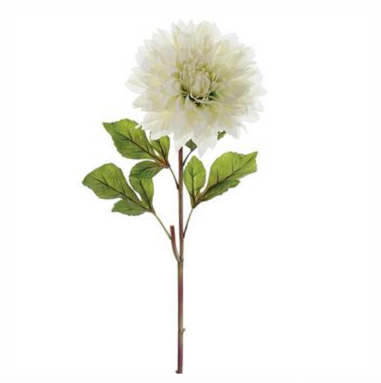 25.5"DINNER PLATE DAHLIA SPRAY CR