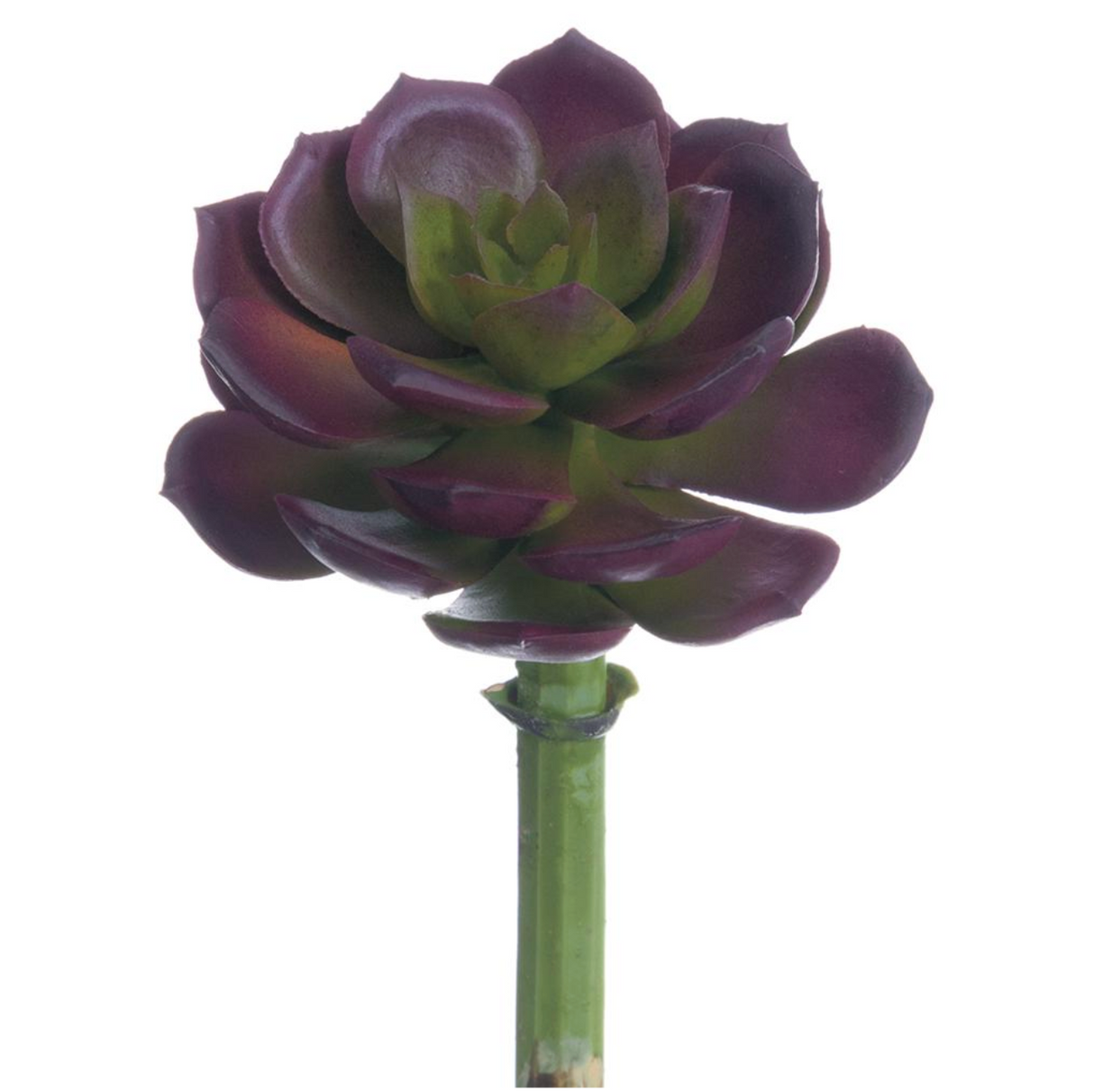 5" Echeveria Pick