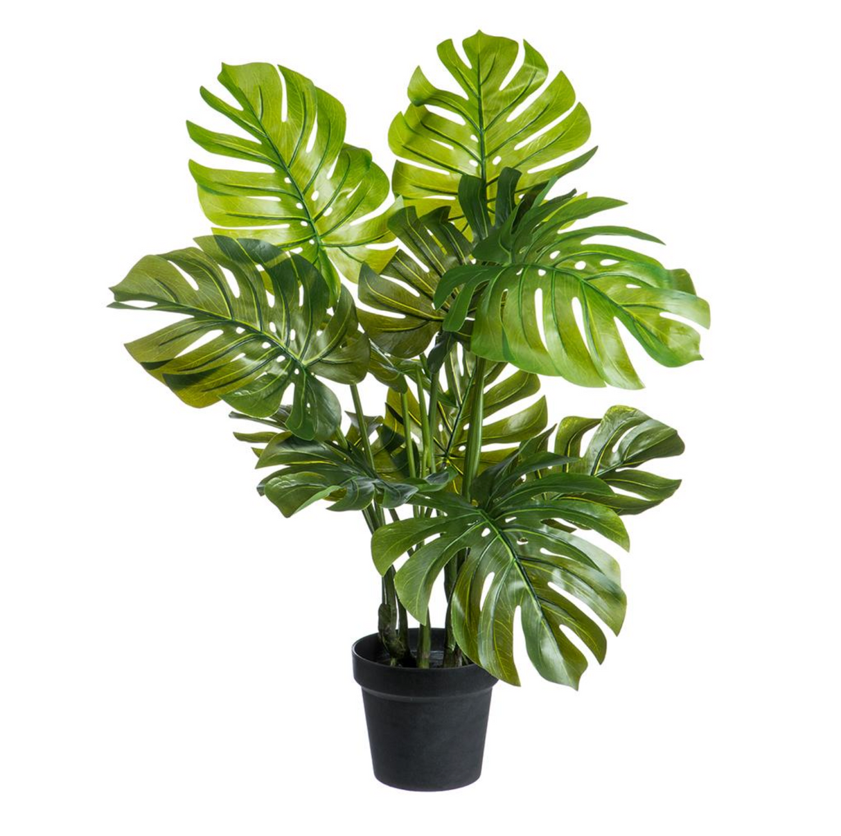 26"Monst.Adansonii Plant