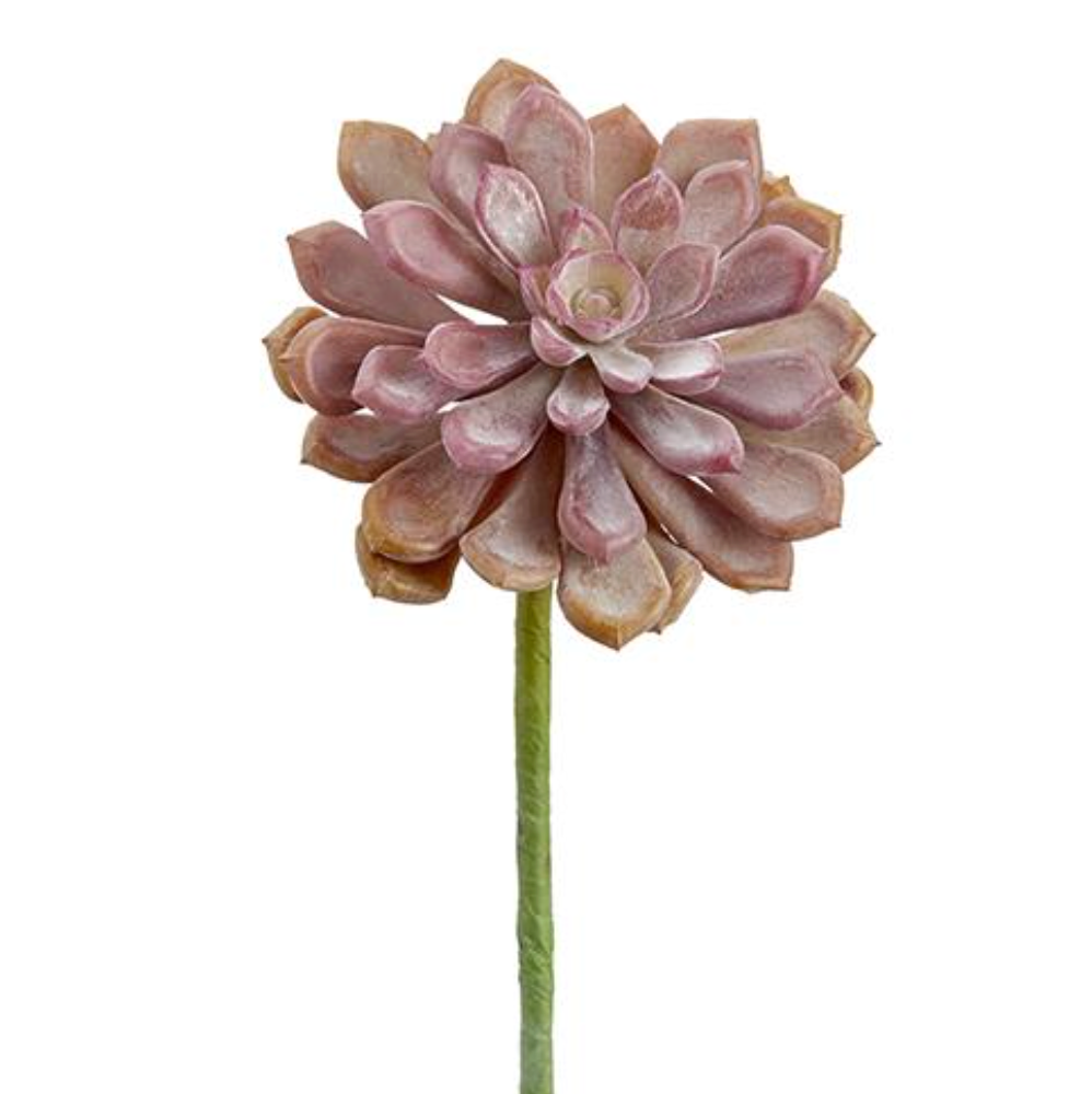 6"Real Touch Baby Aeonium Pick