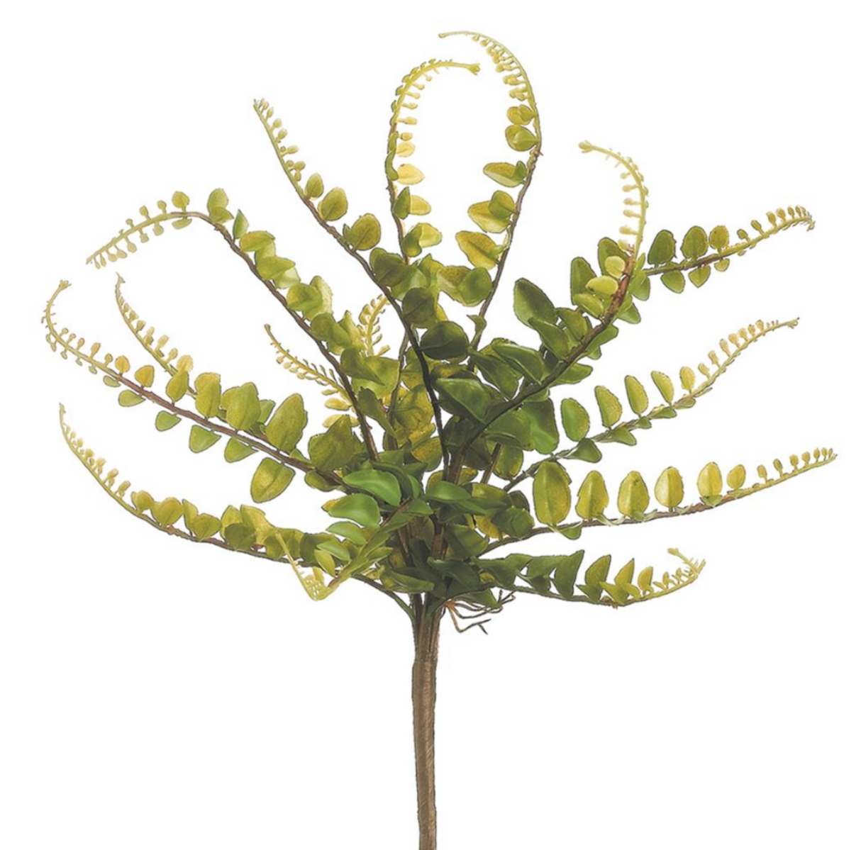 10"Button Fern Bush