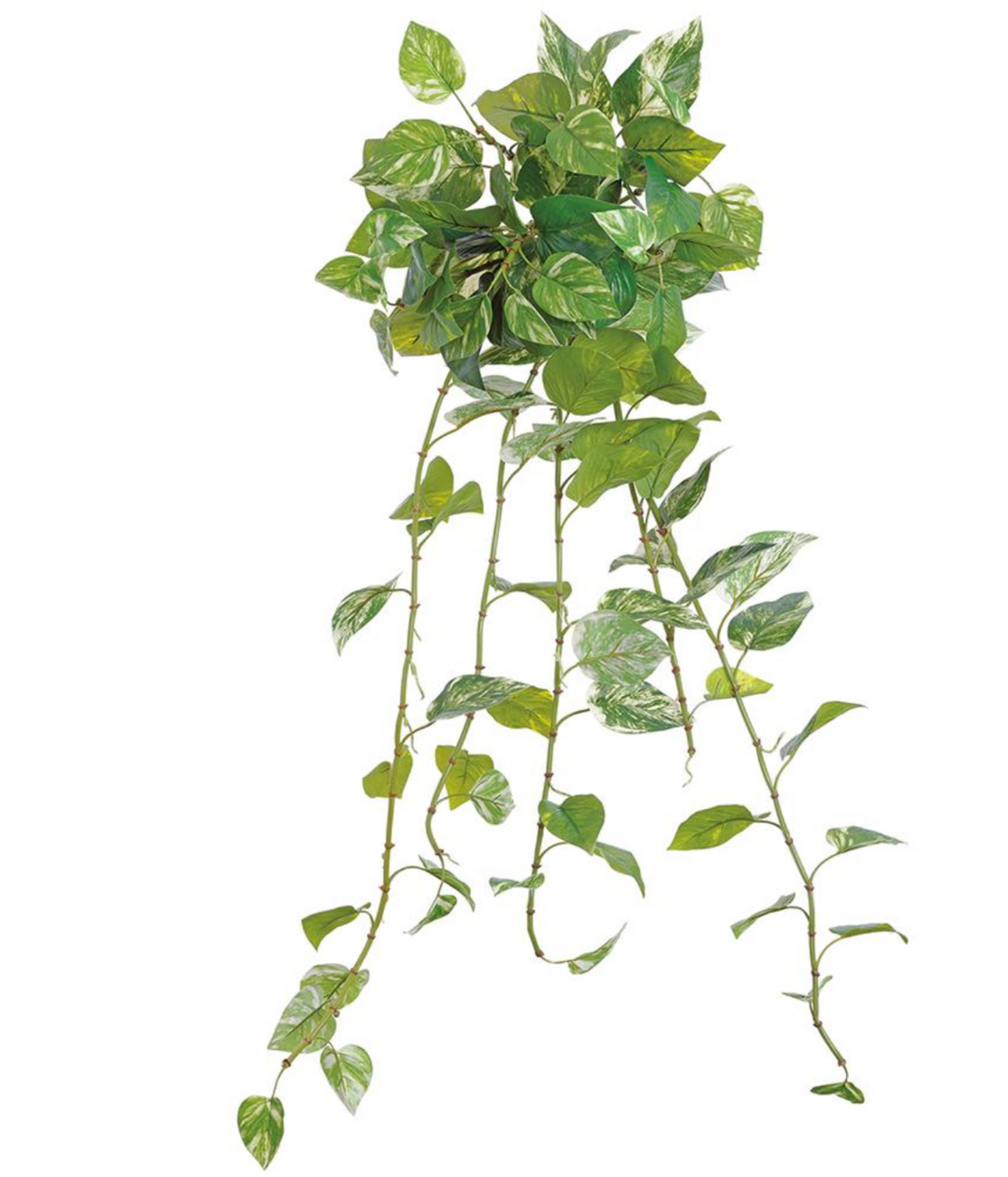 42"Marble Pothos Hanging Bush
