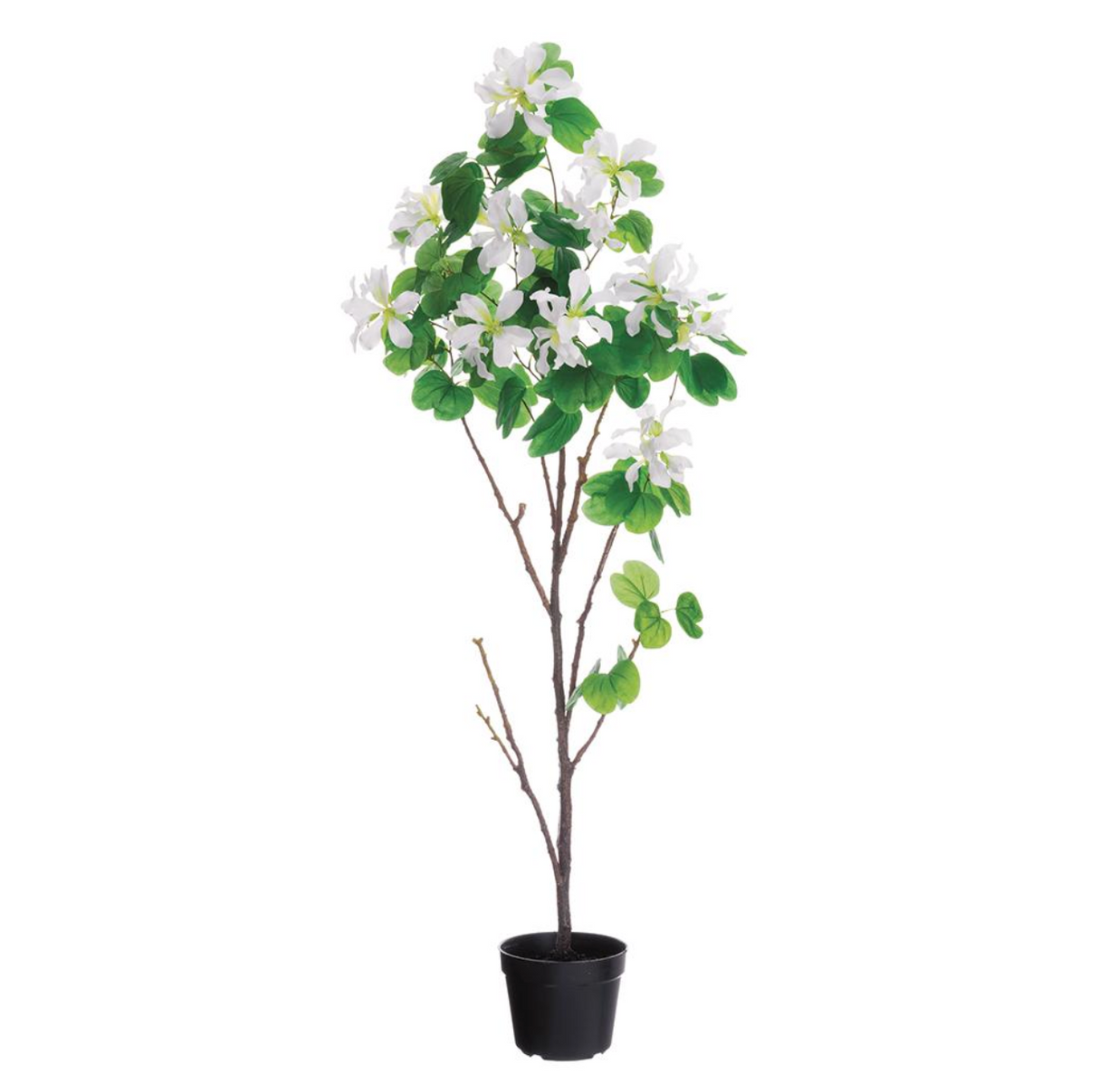 66"Bauhinia Tree In Pot