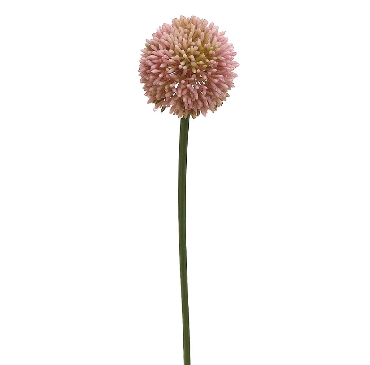 21.5"Allium Spray