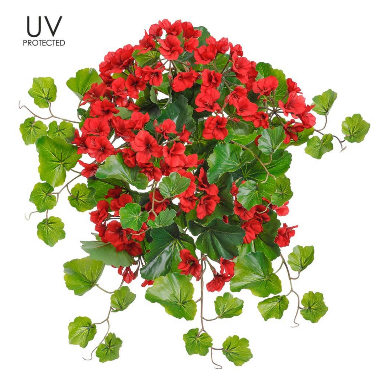 24" Uv Protected Geranium Bush