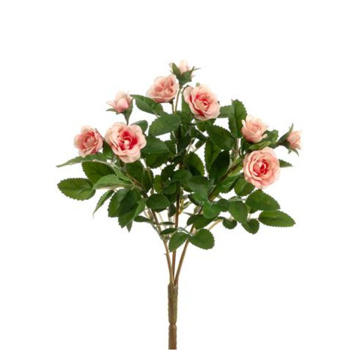 10"Mini Rose Bush