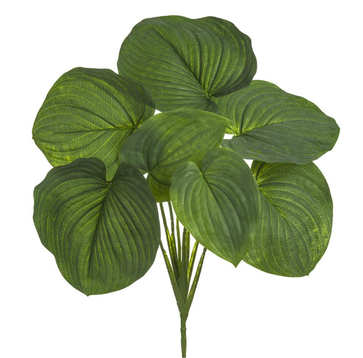 26"Hosta Bush