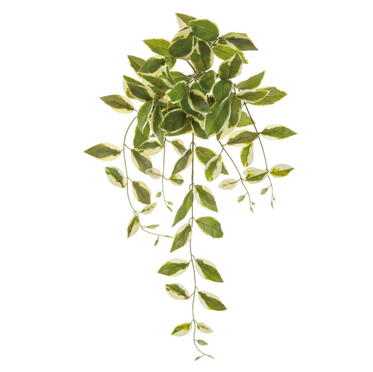 28"Hoya Carnosa Leaf Hang.Bush