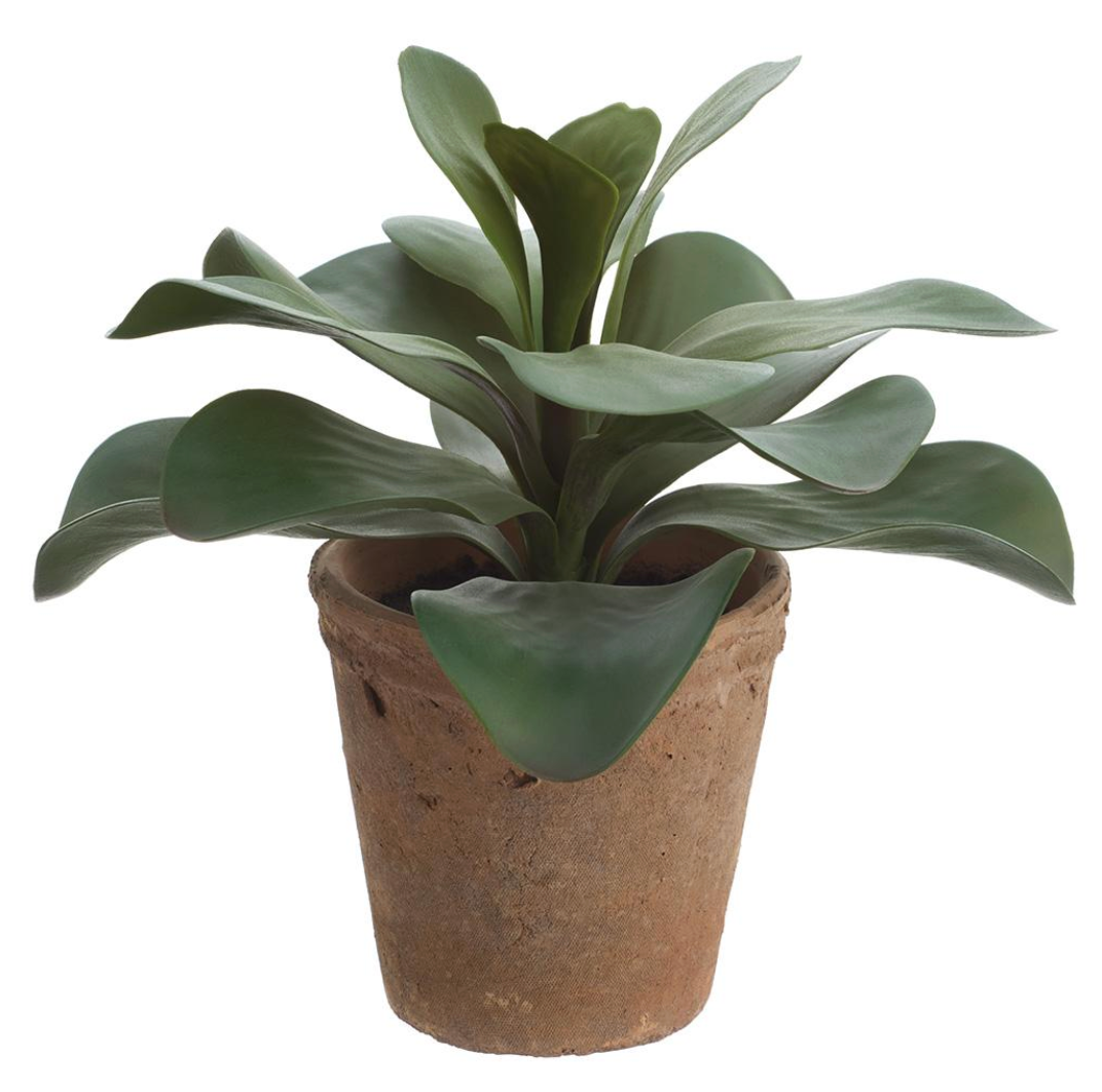 12"Kalanchoe In Clay Pot