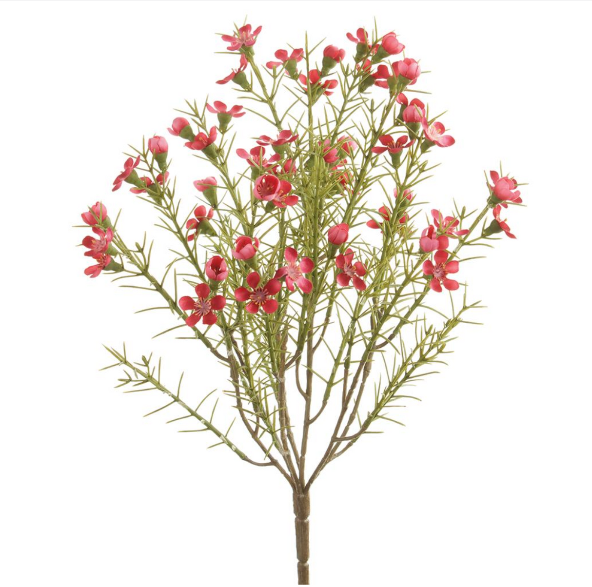 13"Waxflower Bush