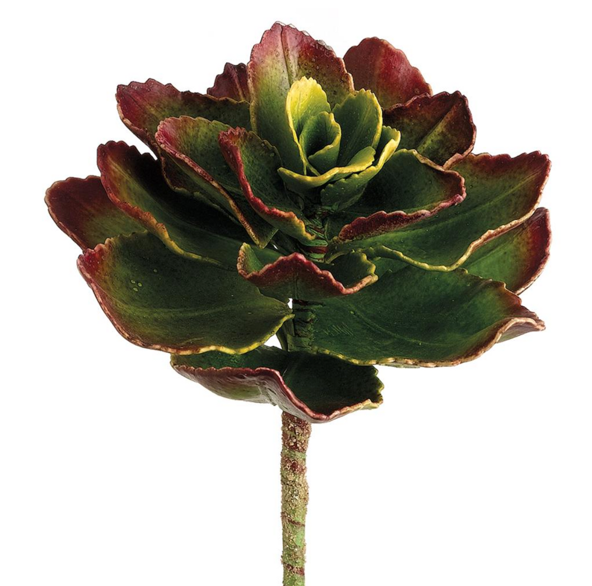 8"Echeveria Pick