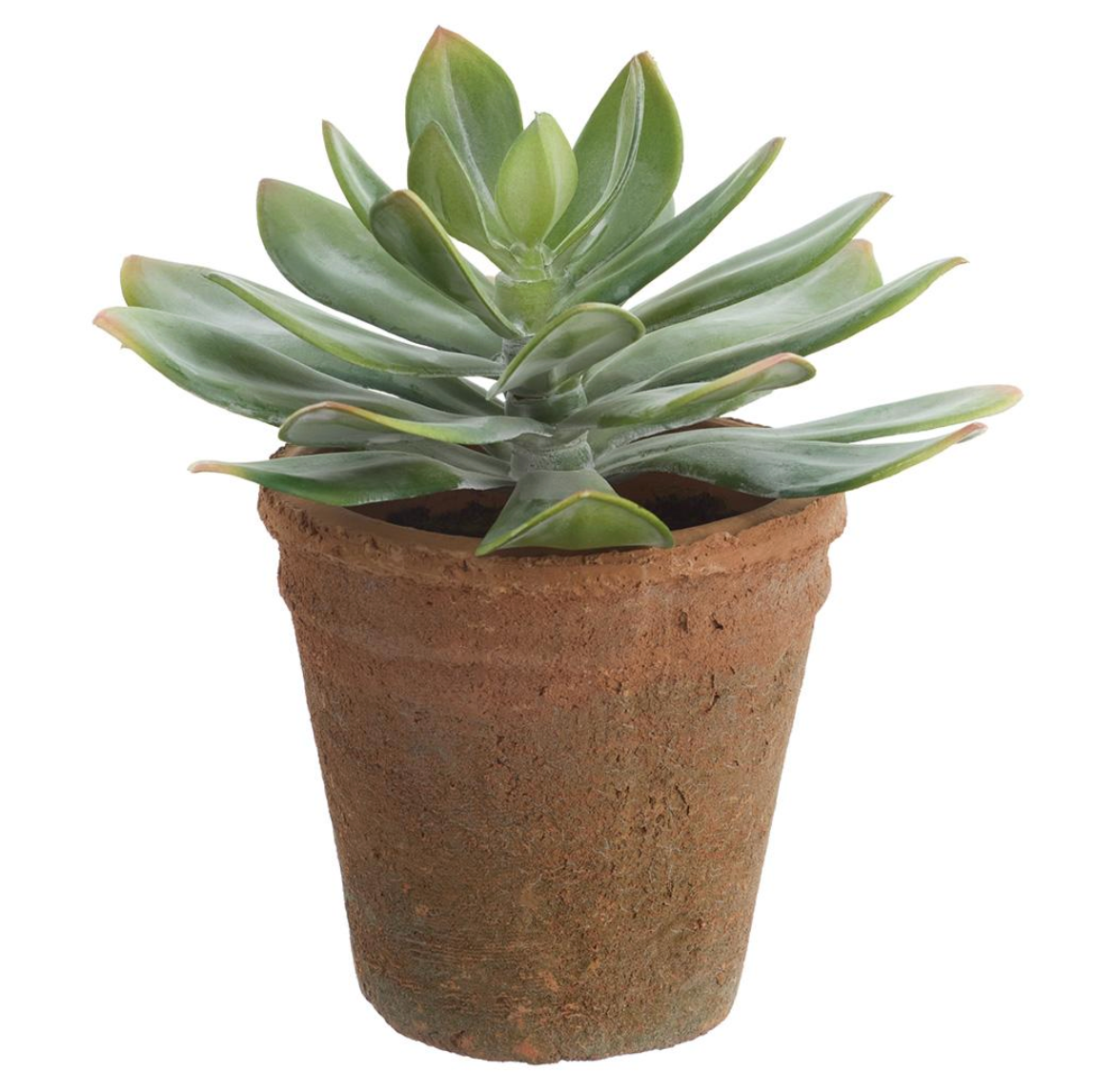 9"Echeveria In Clay Pot