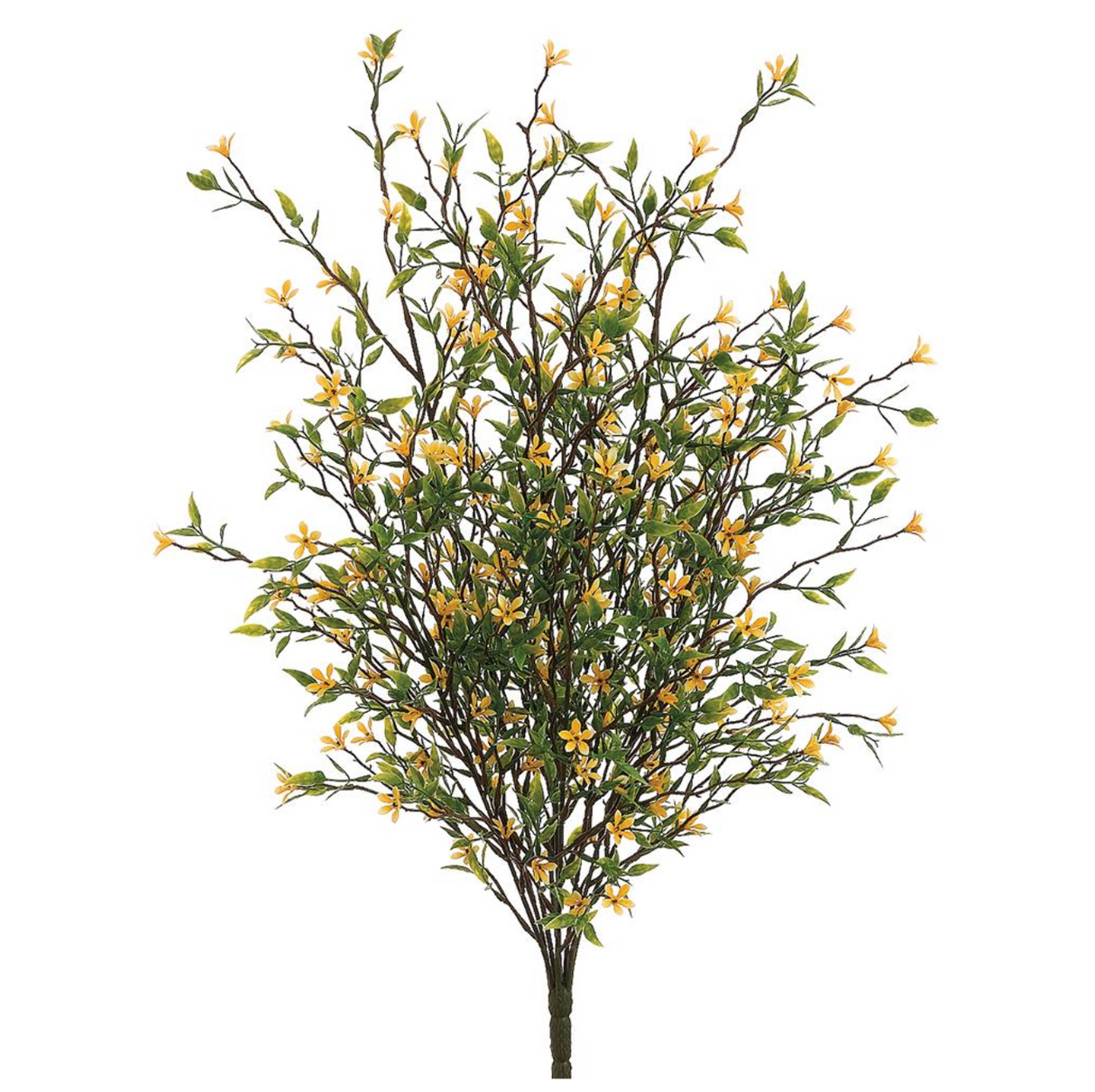 20" Wild Starflower