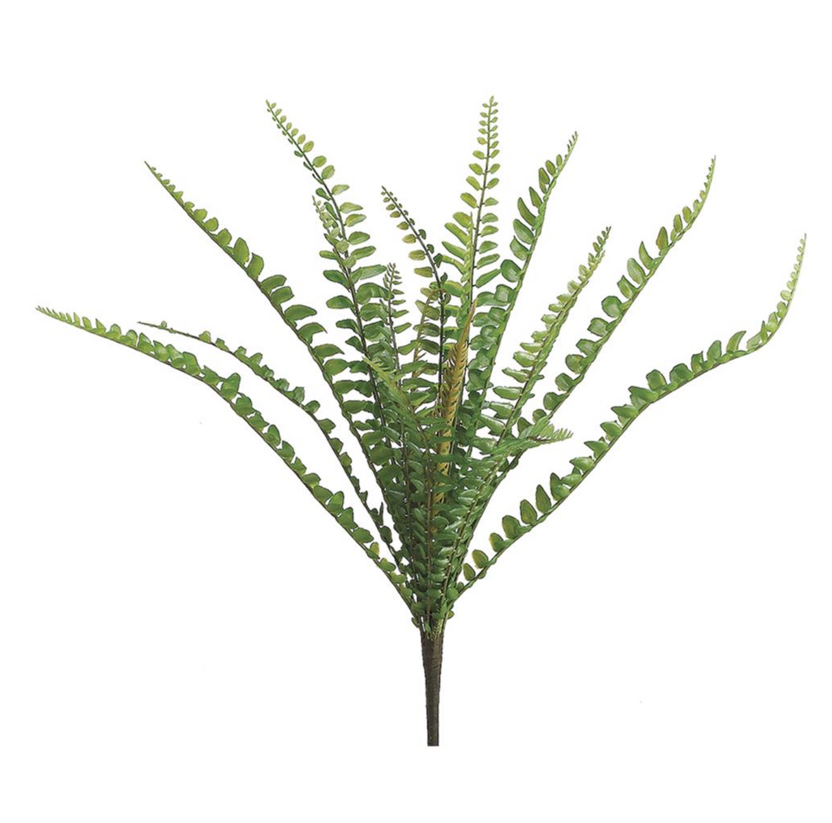 11"Sword Fern Bush
