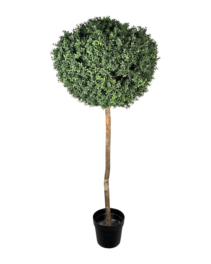 Boxwood Topiary