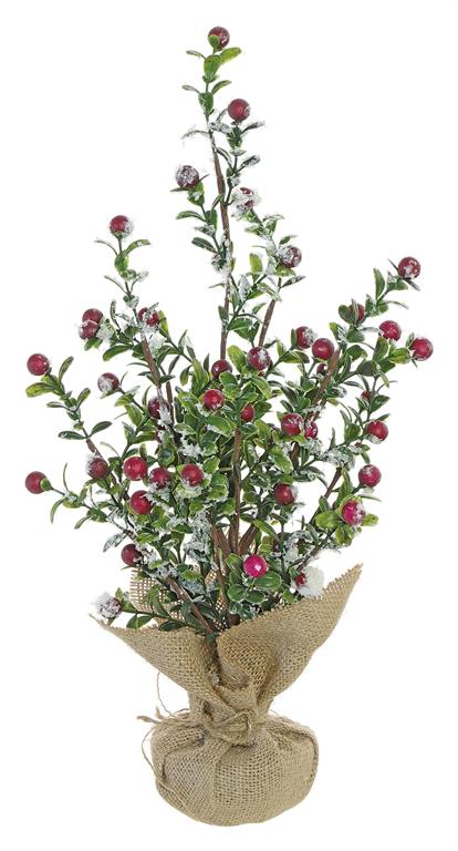 Small Snowberry Tree