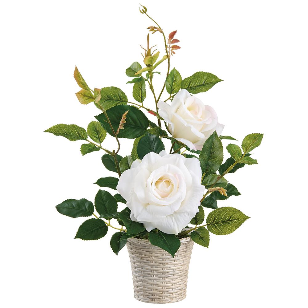 15.5"Rose Plant In Plastic Pot - White