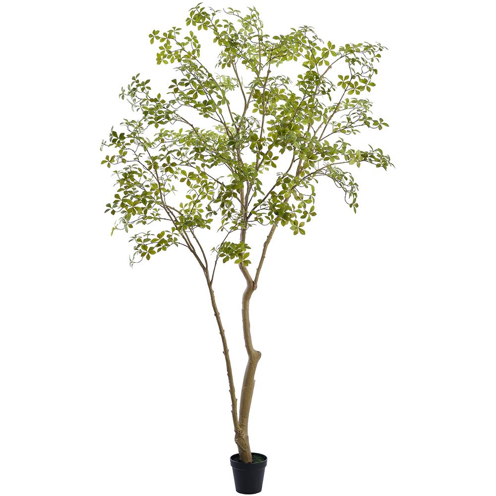 114"Enkianthus Tree