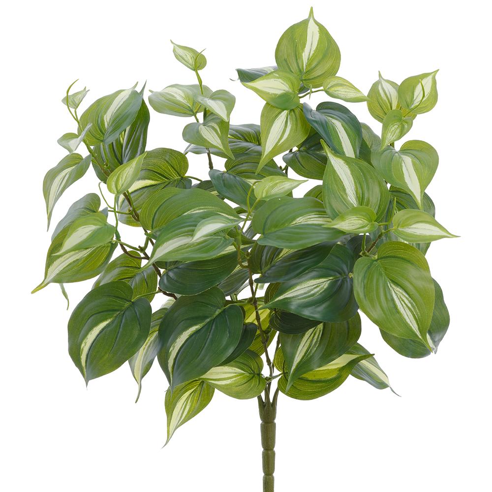 20"Philodendron Bush - Green + White