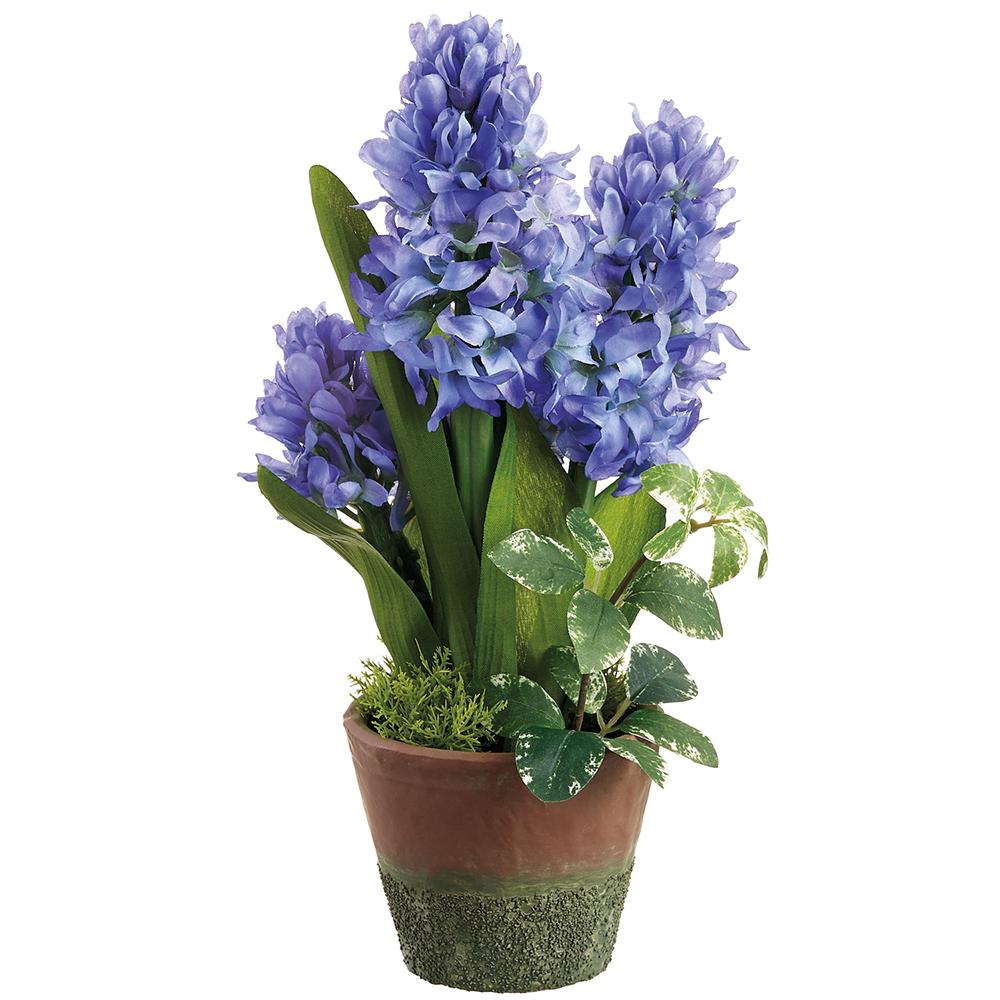 11"Hyacinth In Cement Pot  - Blue