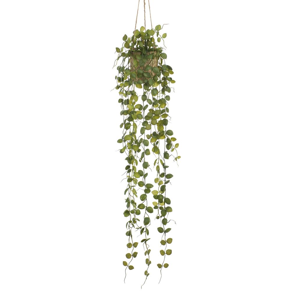 35"Button Leaf Plant (Basket)