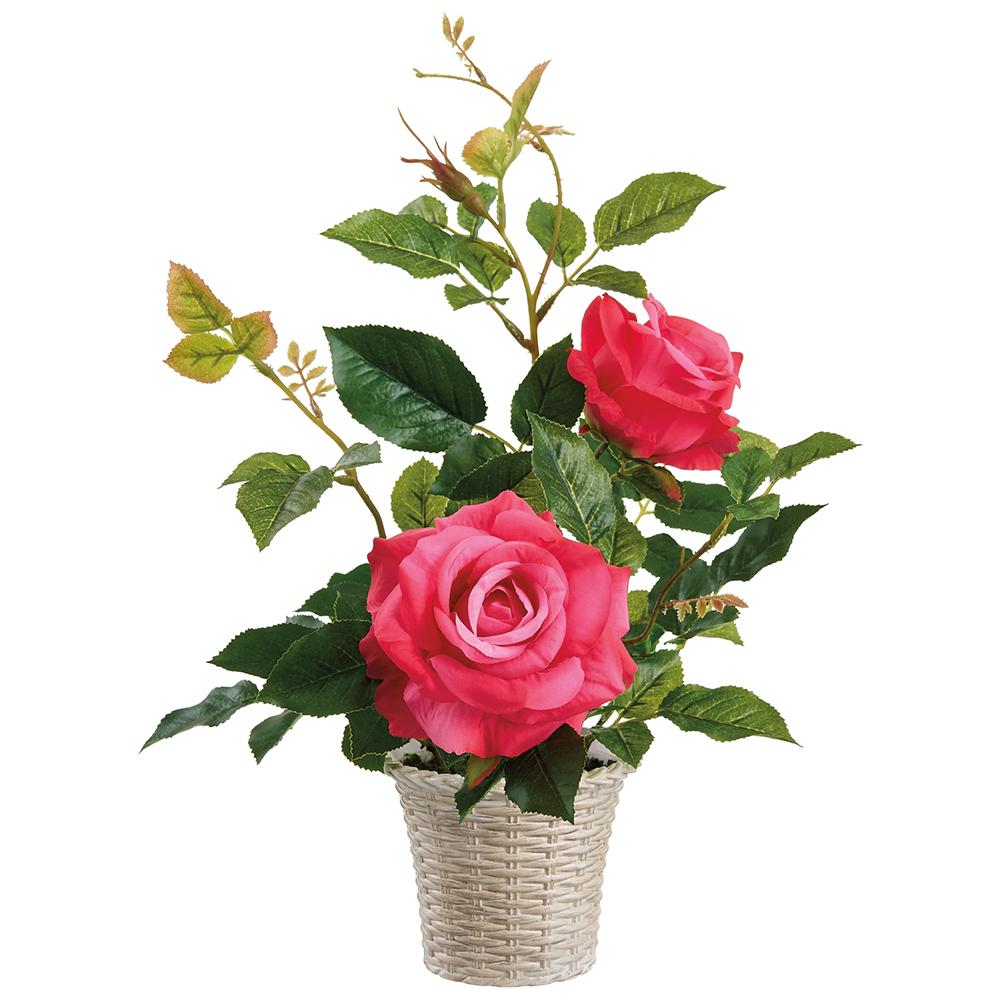 15.5"Rose Plant In Plastic Pot - Pink