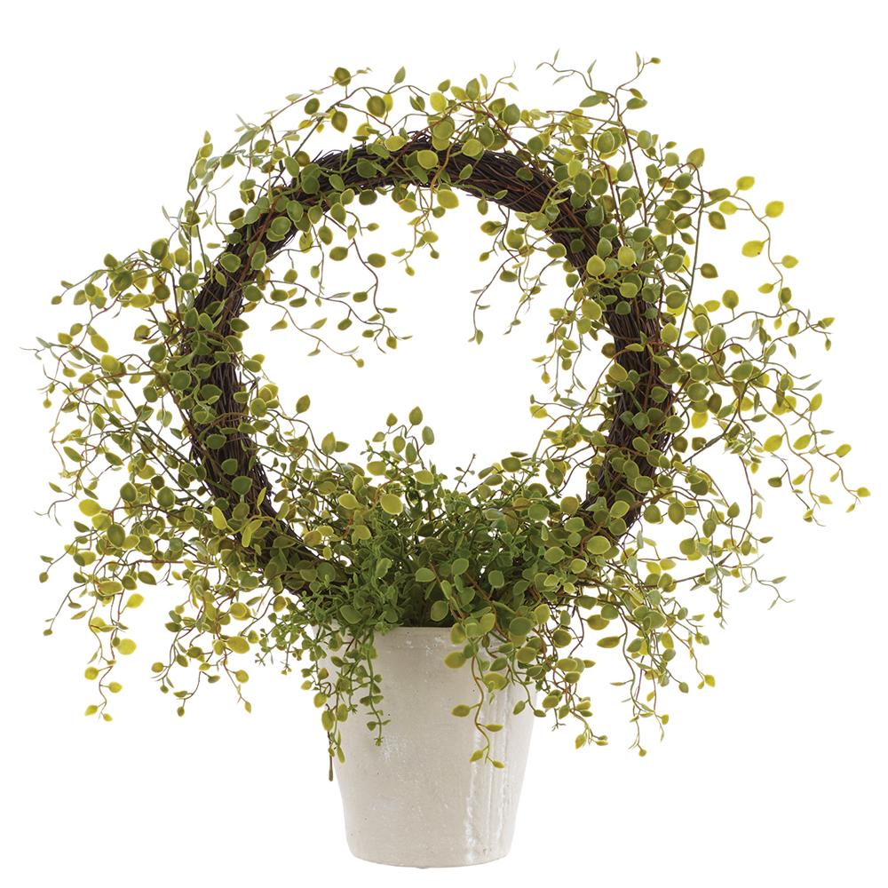21" Muehlenbeckia