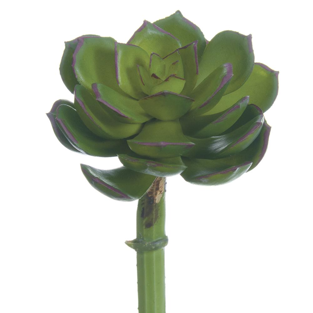 5h2.5"D Rt Echeveria Pick