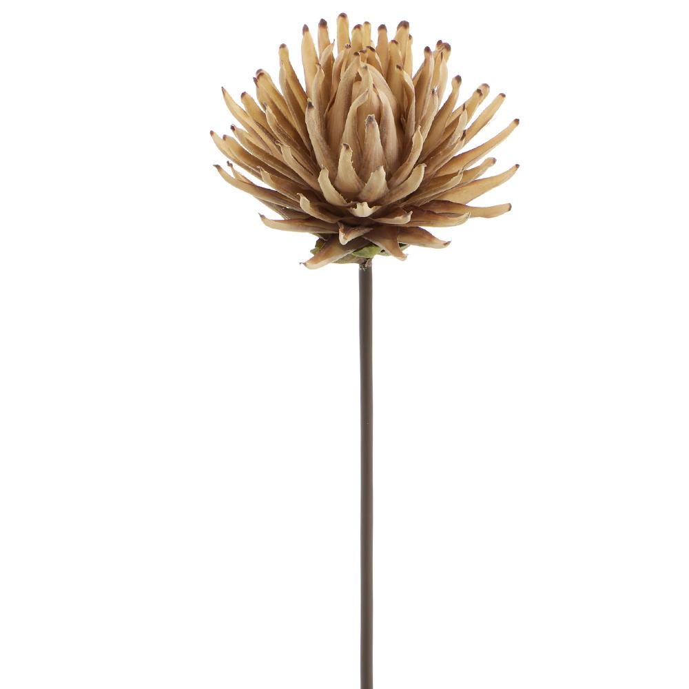 33"Dried-Look Protea Spray - Beige