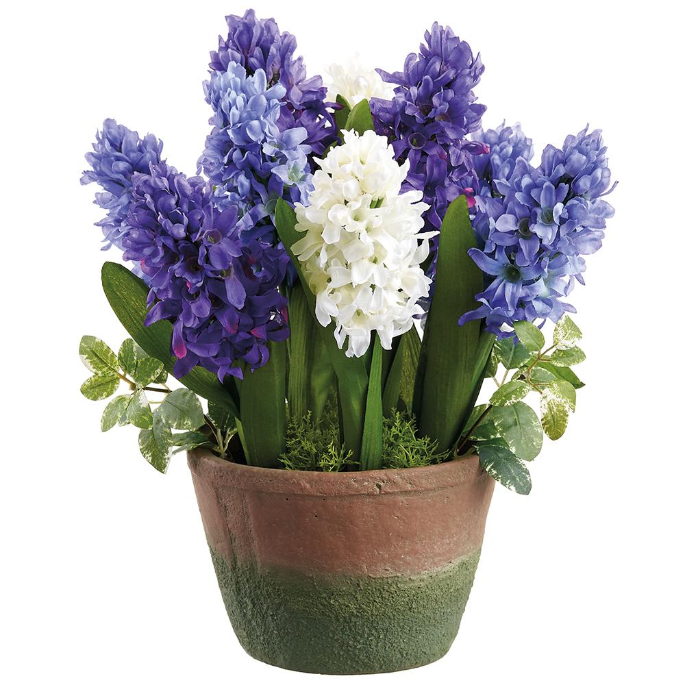13"Hyacinth In Cement Pot