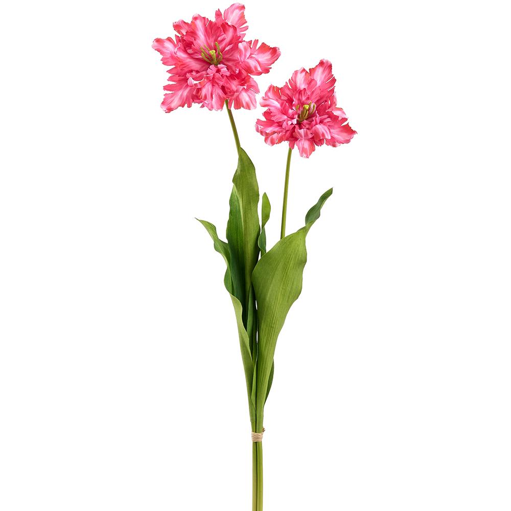 30.5"Parrot Tulip Bundle