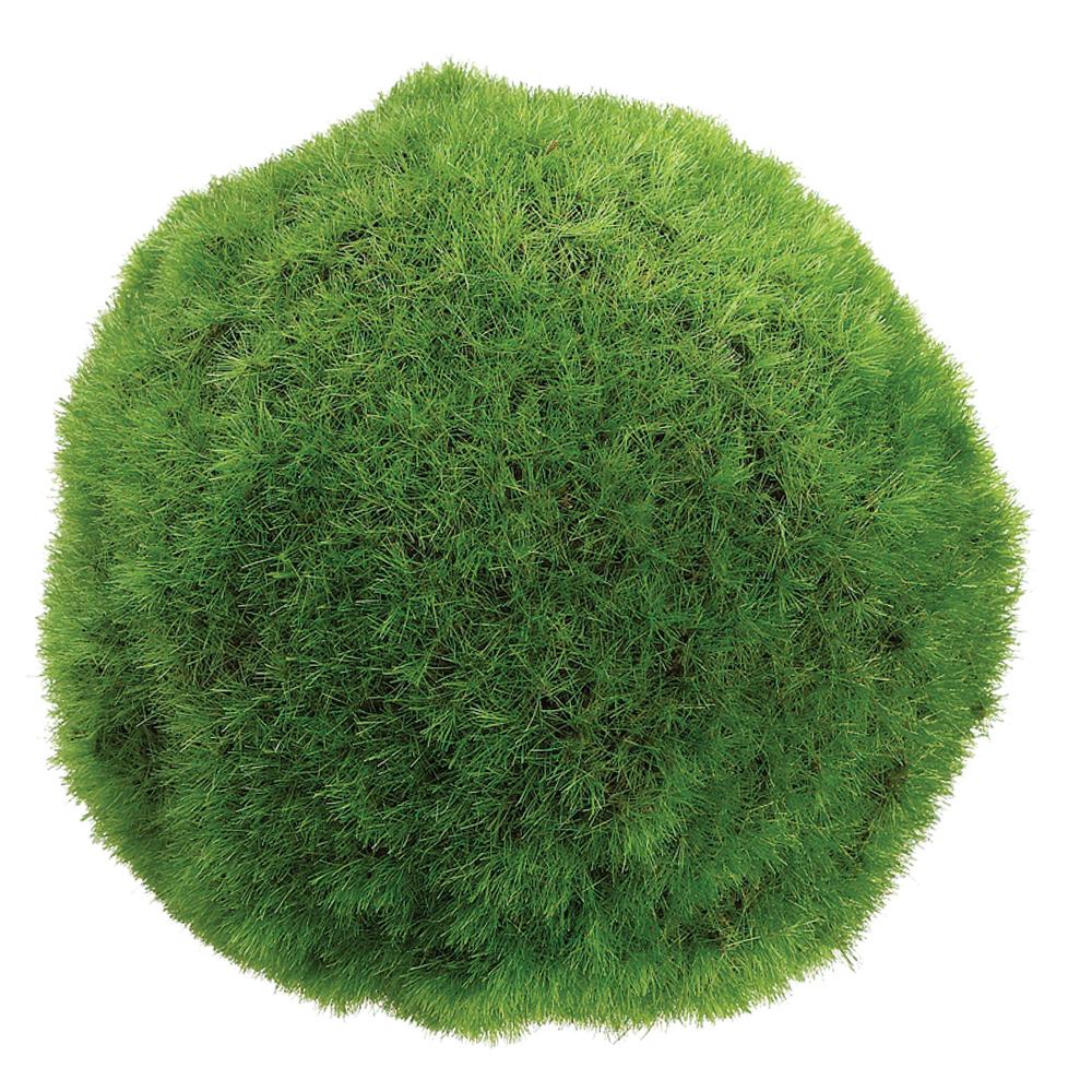 4" Moss Ball