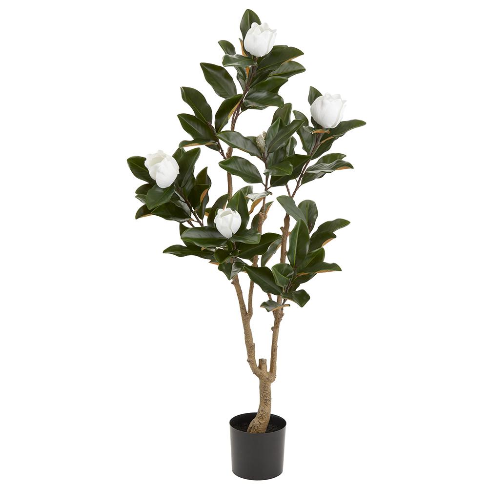 62" Magnolia Tree in Plastic Pot Green