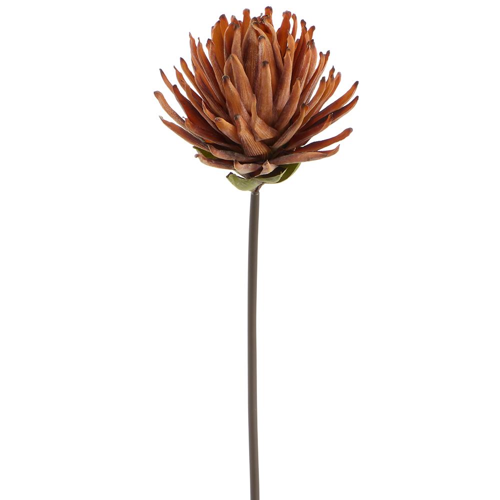 33"Dried-Look Protea Spray - Rust