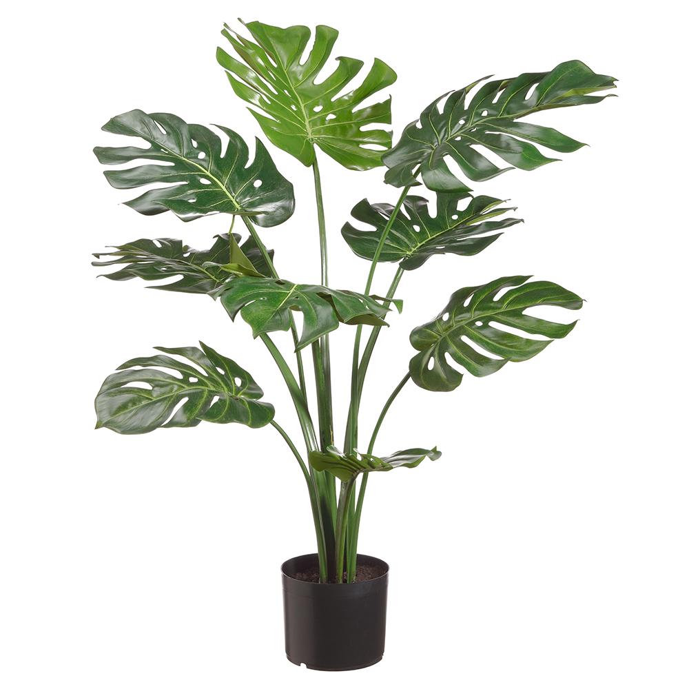 3'split Phlio Plant In Pot