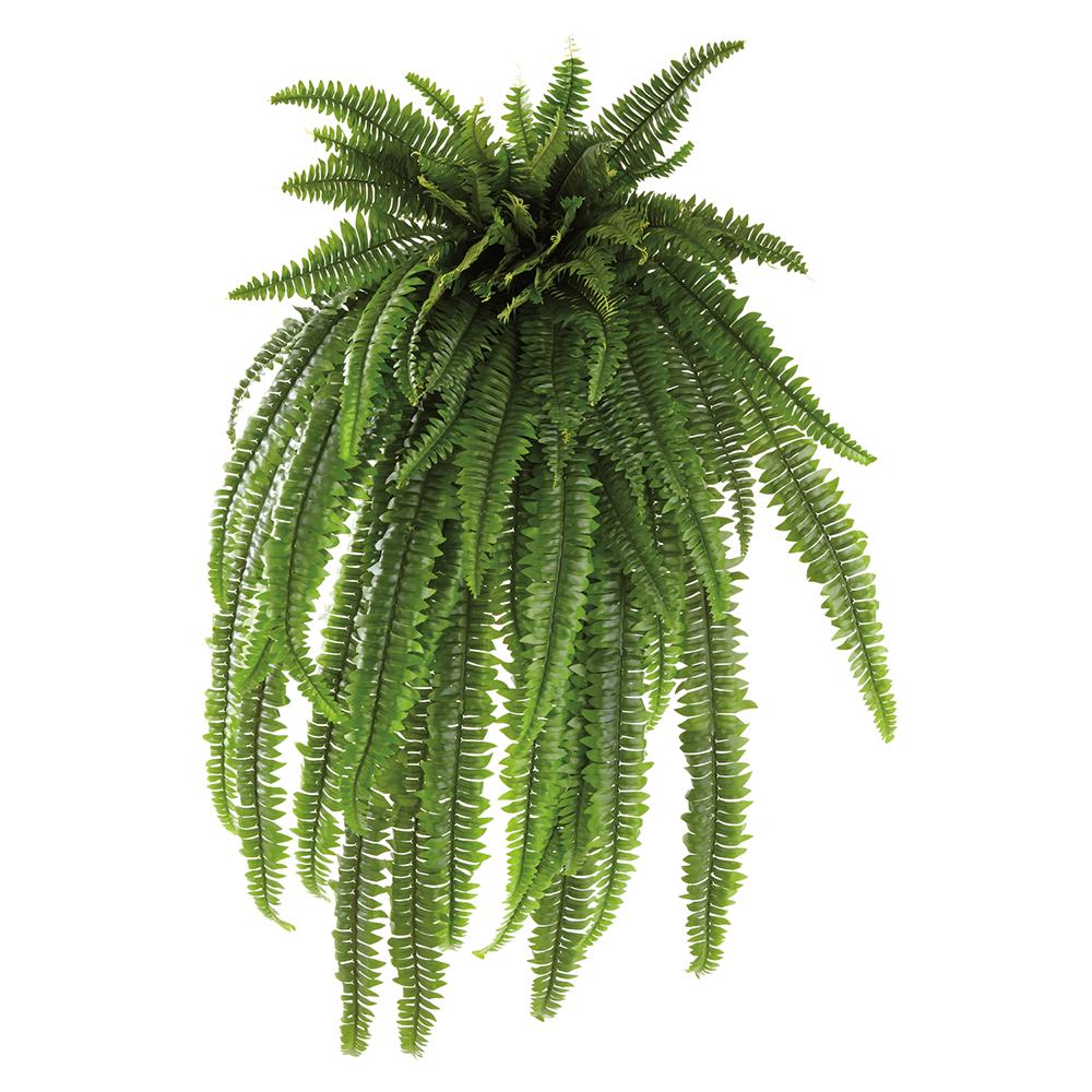 52"Boston Fern Hanging Bush