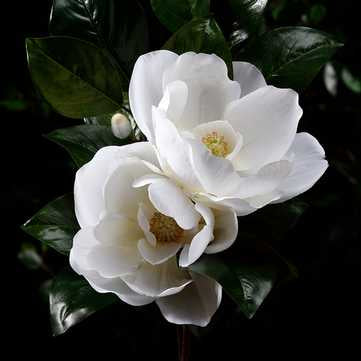 34"MAGNOLIA SPRAY - White