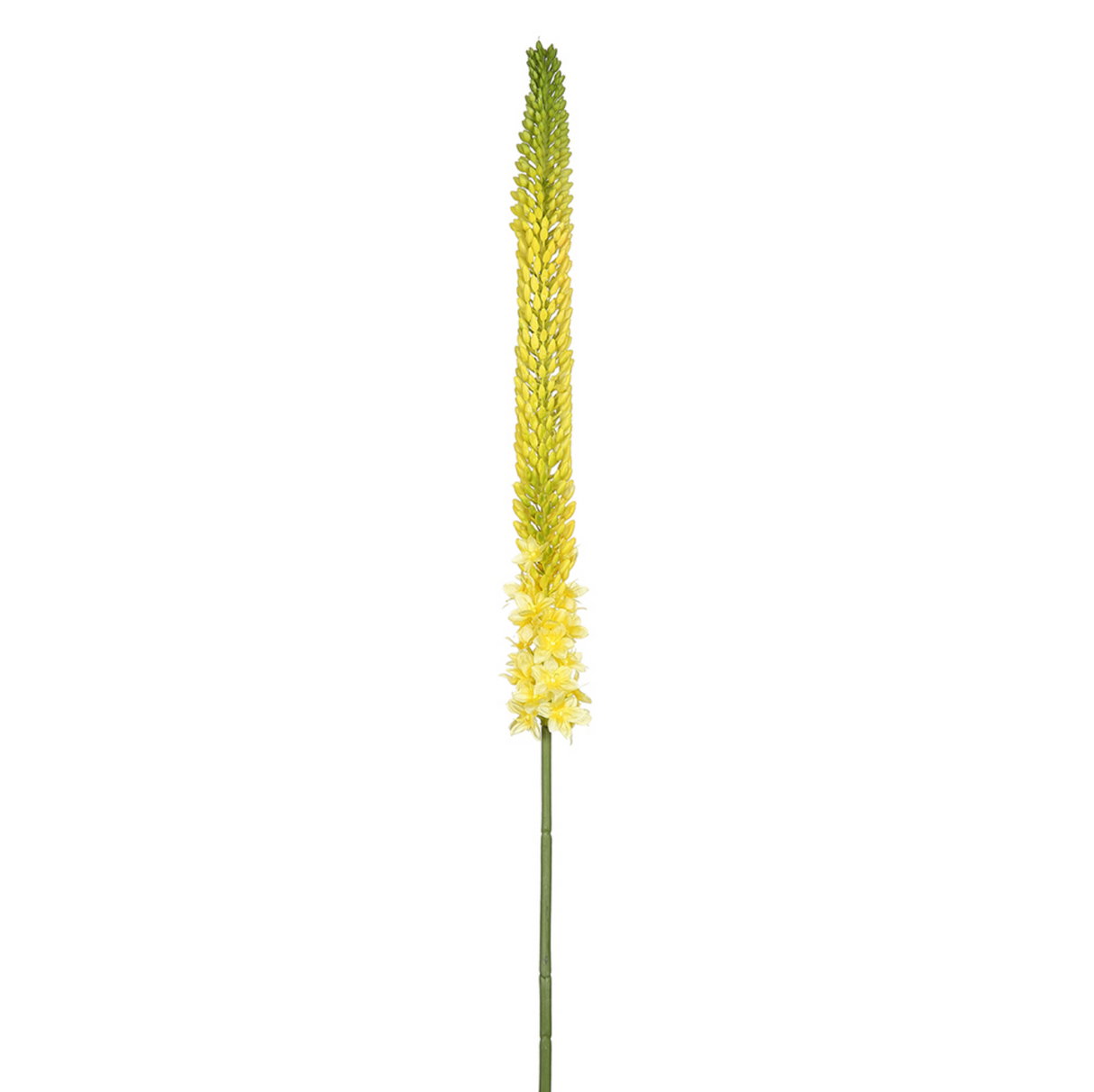 44"FOXTAIL LILY SPRAY YE/GR