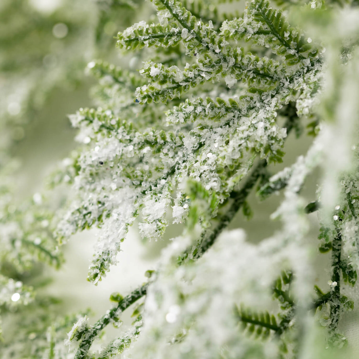 6.5" Frosted Fern Ring *