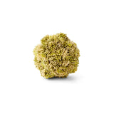 4" Light Green Sedum Ball